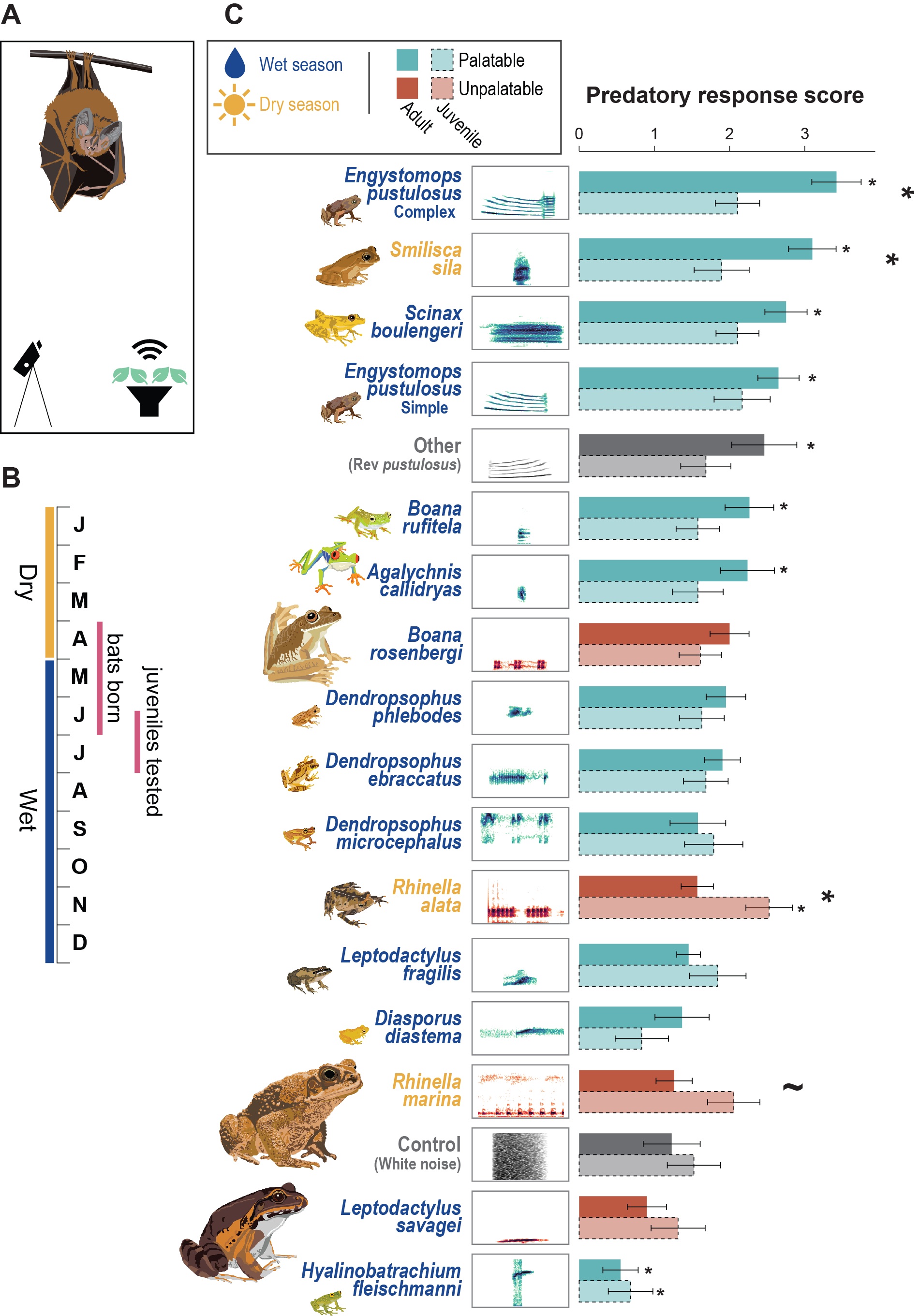 Fringe-lipped bat predatory responses to frog calls across species, showing palatable versus unpalatable prey sorted by predatory response score